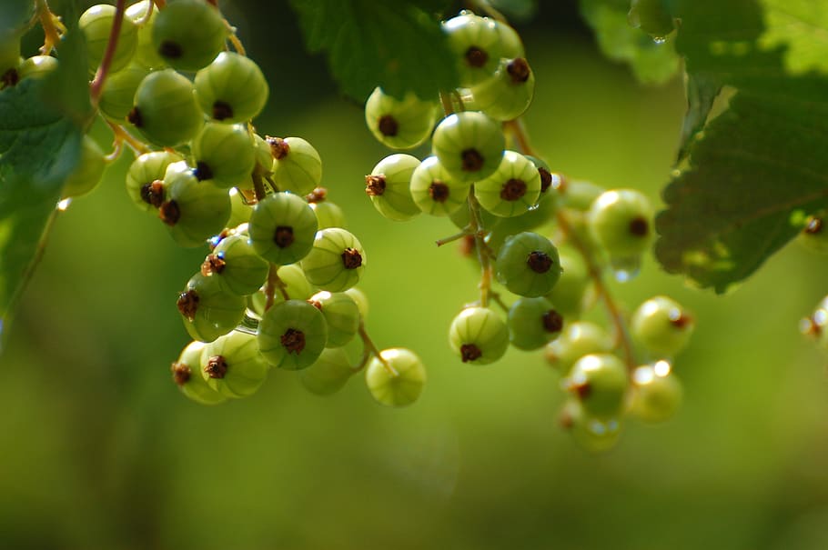currant, green, fruit, soft fruit, sour, backlighting, type of fruit HD wallpaper