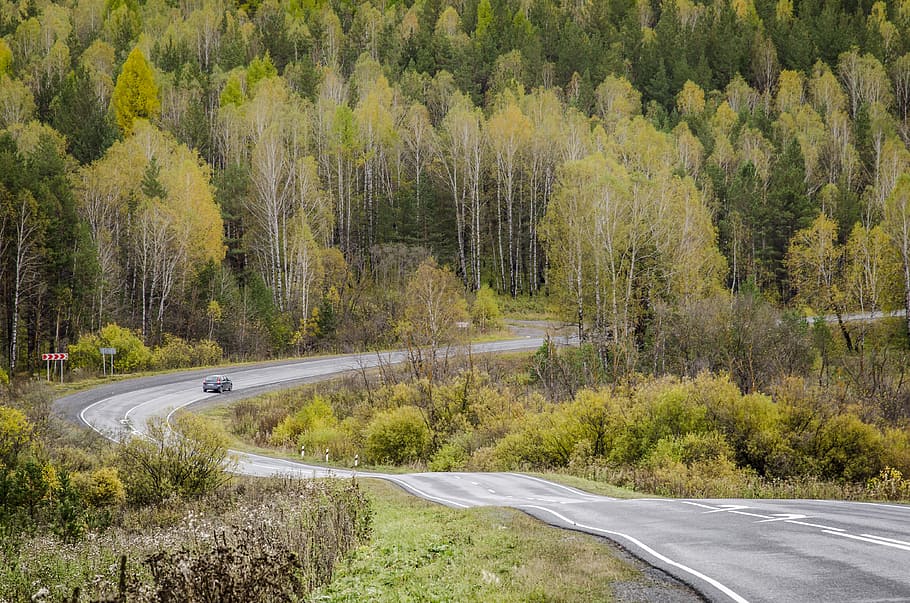 black car on gray road, black car between tall trees, bend, woodland HD wallpaper