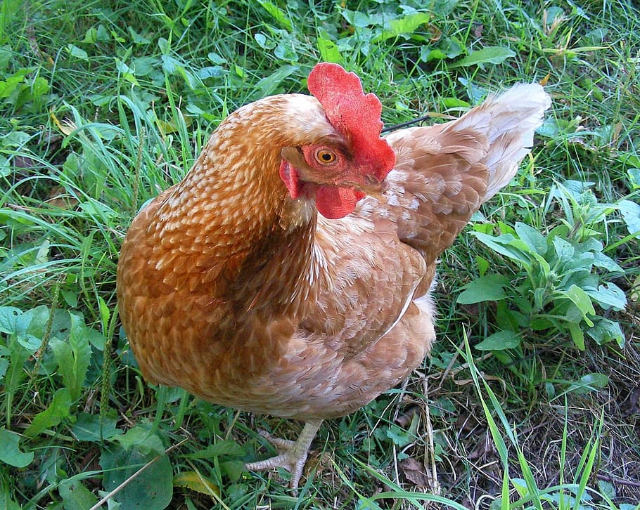 chicken, hen, bird, poultry, farm, nature, rural, organic, grass HD wallpaper