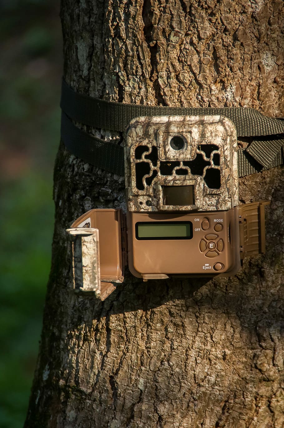 Trail Camera, Wildlife, wildlife camera, motion detection, automatic, HD wallpaper