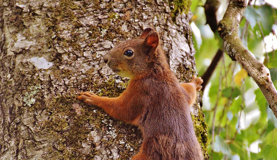Squirrel, Nager, Cute, Nature, Rodent, climb, garden, eat, brown HD wallpaper