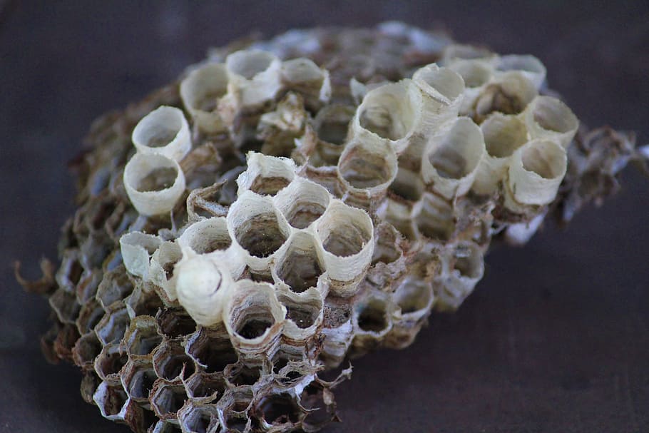 honey comb, empty, brown, close-up, no people, nature, food HD wallpaper