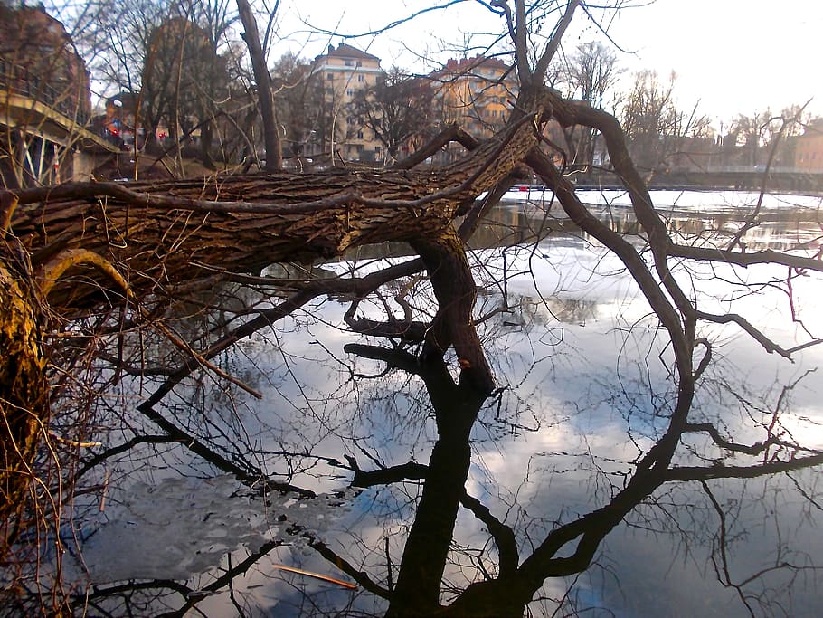 tree, branches, fusion, sunset, sky blue, water, reflection HD wallpaper