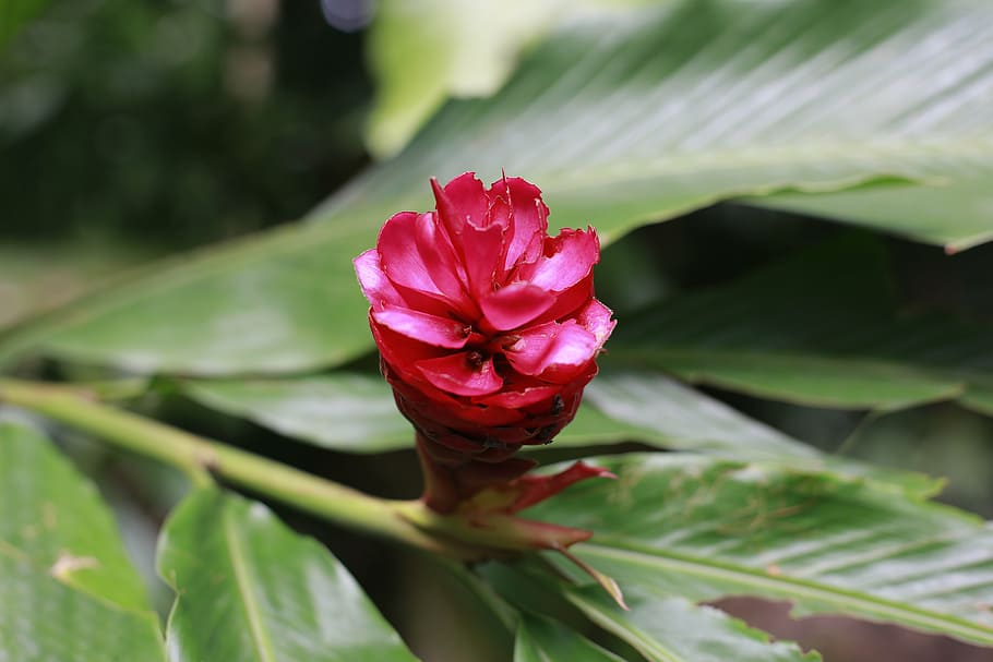 flower, garden, pretty, flowering plant, beauty in nature, freshness HD wallpaper