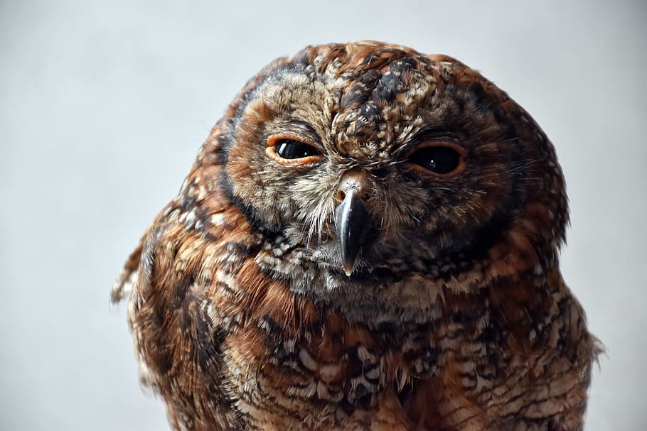 brown owl close-up photo, selective focus photography of brown and black owl HD wallpaper