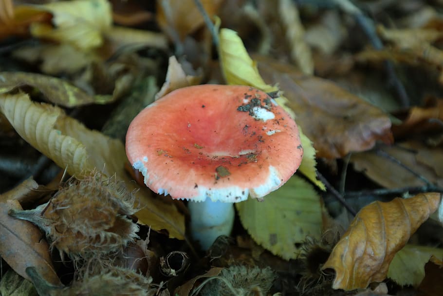 Mushroom, Forest, Cherry, Russula, cherry spei russula, mem russula, HD wallpaper