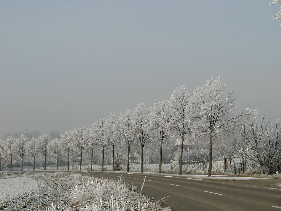Wintry, Hoarfrost, Trees, Denzlingen, winter, cold temperature HD wallpaper