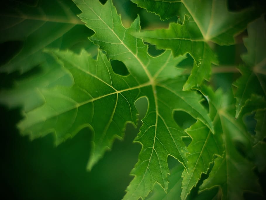leaf, macro, veins, nerves, green, nature, plant, green leaf, HD wallpaper