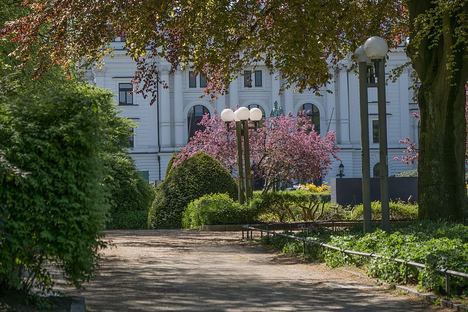 shrubs, flowers, summer, plant, tree, architecture, built structure HD wallpaper