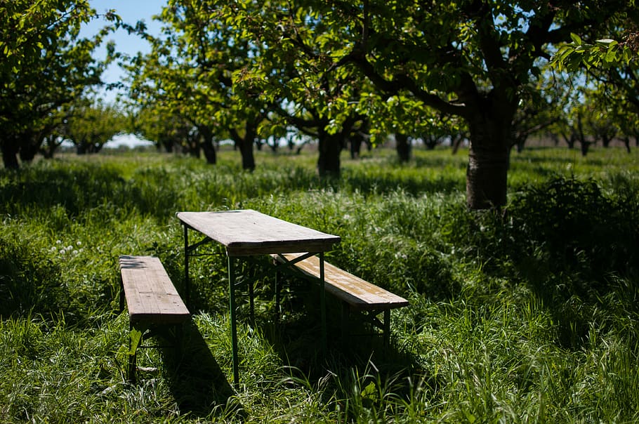 orchard, cherry trees, grass, summer, day, table, bench, nature HD wallpaper