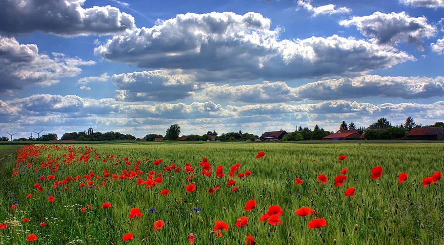 Red Flower Fields during Daytime, bloom, blossom, cloudy, flora HD wallpaper