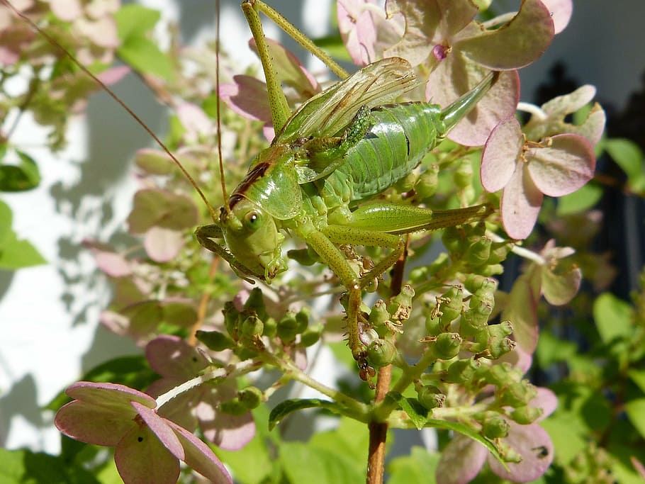grille, green, insect, grasshopper, close, viridissima, plant HD wallpaper