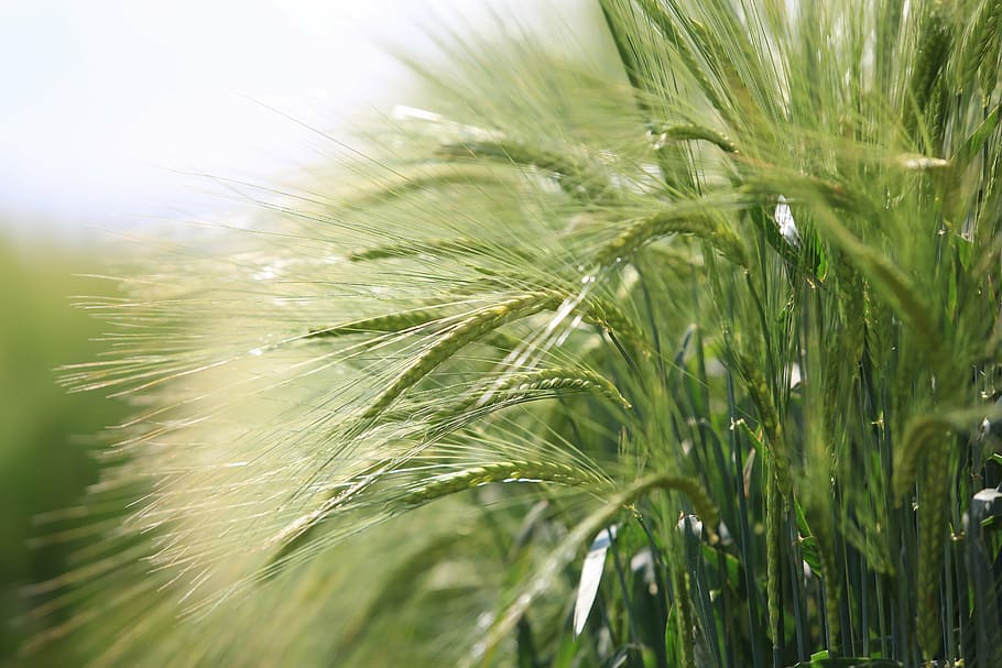 green wheat, cereal, nature, crop, plant, growth, green color HD wallpaper
