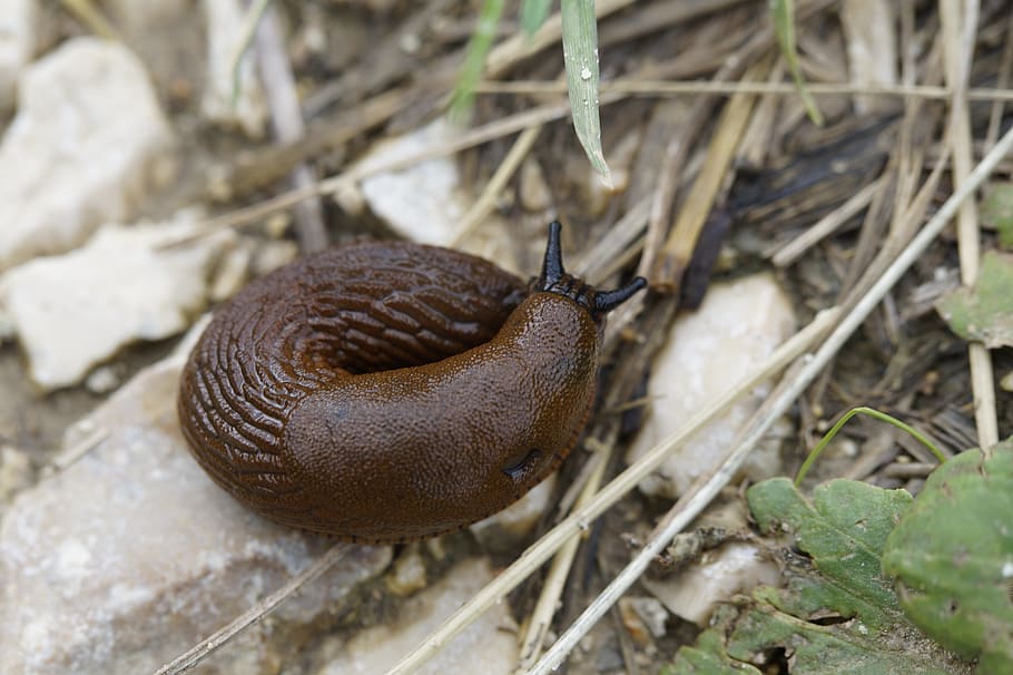 snail, slug, crawl, away, slowly, mollusk, brown, ringed, bundled HD wallpaper
