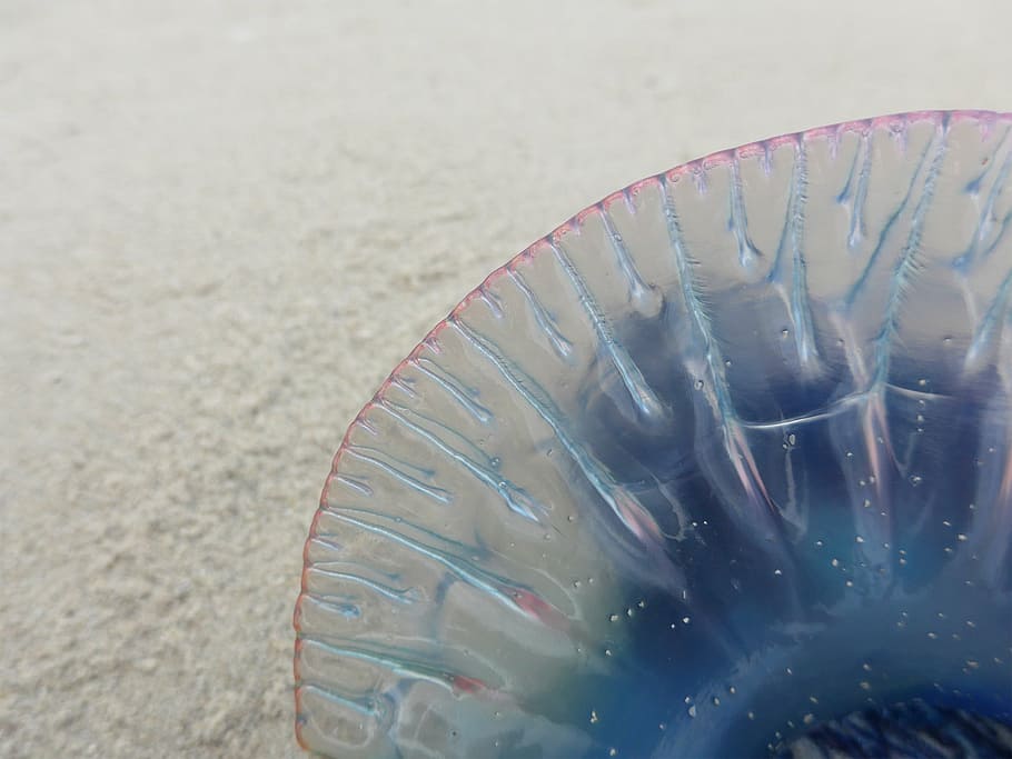 gray pet fish, jellyfish, beach, sea, nettle, transparent, sand HD wallpaper