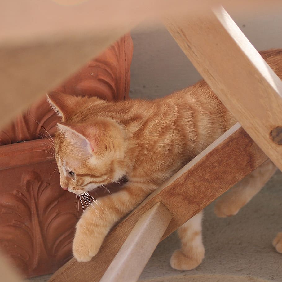 cat, young cat, curious, pets, mammal, domestic, domestic animals HD wallpaper