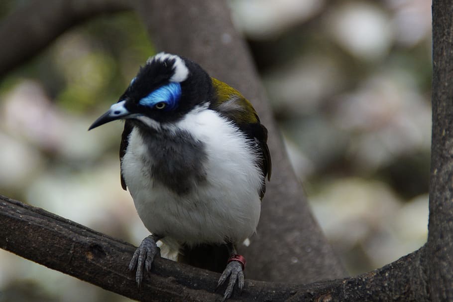 Bird, Cheeky, Curious, Drawing, Plumage, colorful, bird aviary HD wallpaper