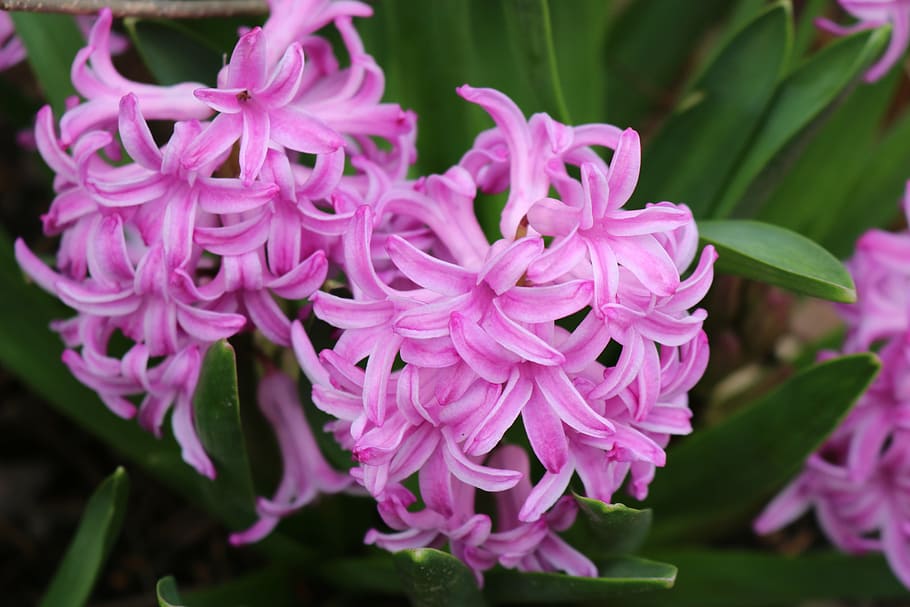 easter, lilac easter flowers, springtime, bloom, sky, garden HD wallpaper