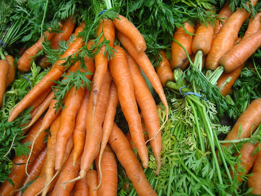 Carrot, Vegetable, Organic, freshness, food and drink, root vegetable HD wallpaper