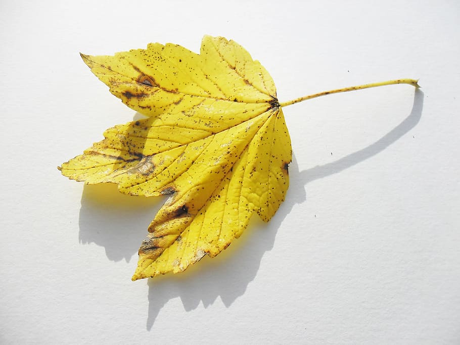 maple, autumn leaf, sheet, veins, nature, yellow, leaves, no people HD wallpaper
