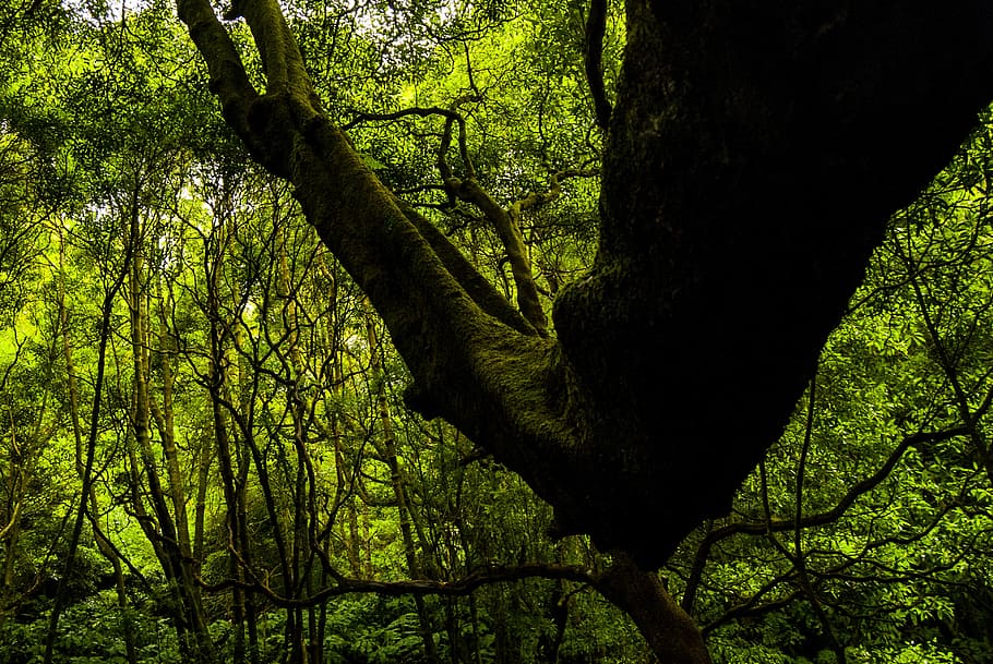 nature, green, forest, trees, botany, leaf, azores, island HD wallpaper