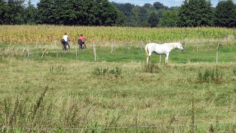 landscape, cycle paths, cyclists, idyllic, bike, horse, bicycle tour HD wallpaper