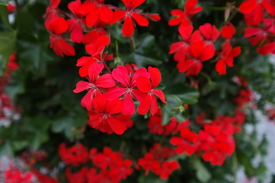 Geranium, Blossom, Bloom, Flower, red, flora, red geranium HD wallpaper