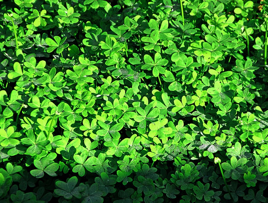 Klee, Shamrocks, Close, Meadow, green, plant, nature, green color HD wallpaper
