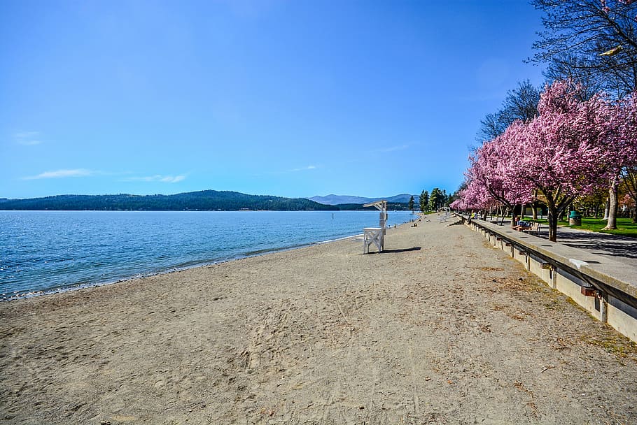 landscape photo of trees near shore, beach, flower, lake, mountains HD wallpaper