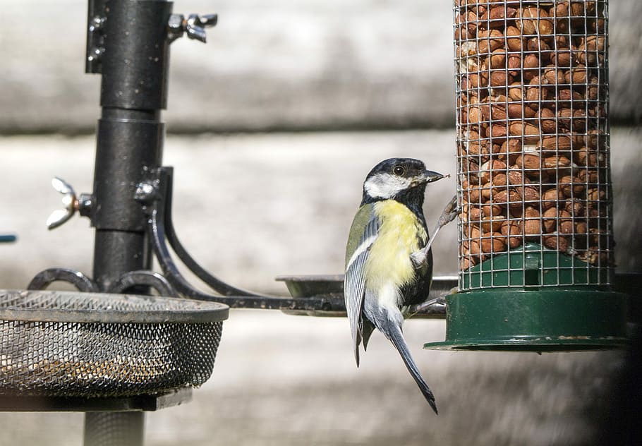 Garden, Birds, Wind, Nature, Food, Nuts, animal wildlife, animal themes HD wallpaper