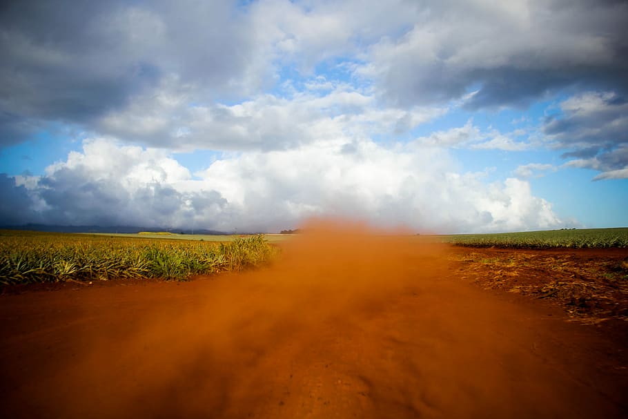 landscape photography of plant field, dirt, sky, sand, dust HD wallpaper