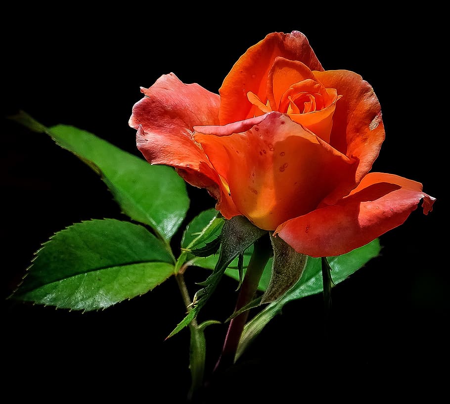 red rose, orange, flower, single, floral, nature, beauty, blossom HD wallpaper