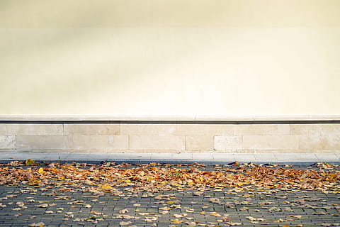 dried leaves on gray concrete floor, blank, wall, autumn, fall HD wallpaper
