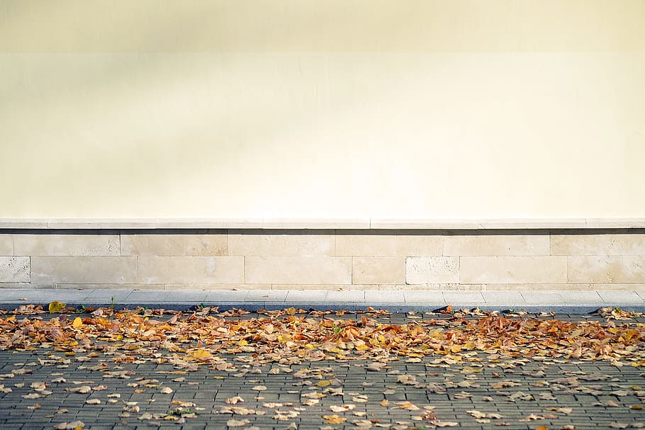 dried leaves on gray concrete floor, blank, wall, autumn, fall HD wallpaper