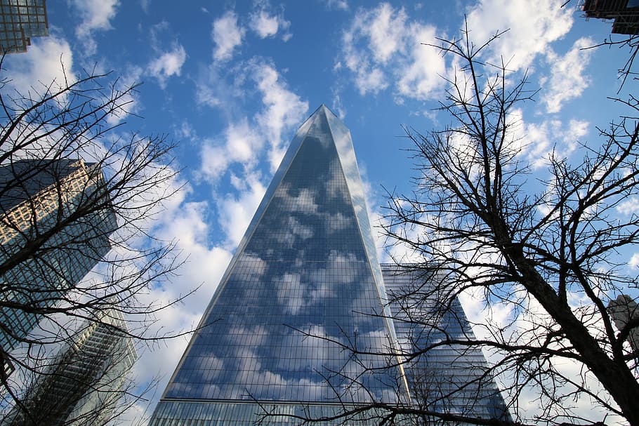 seagull, one world centre, manhattan, skyscraper, america, tree HD wallpaper