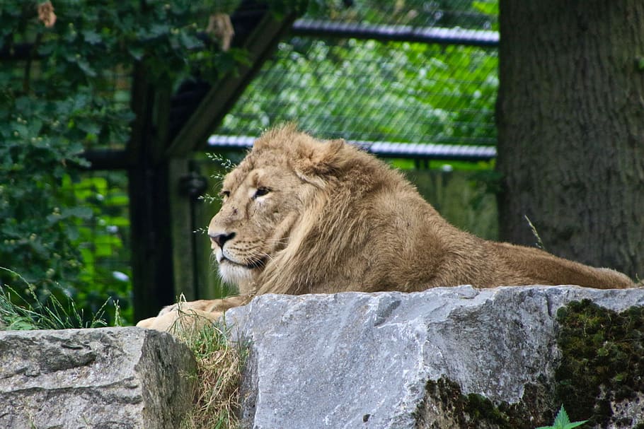 lion, planckendael, zoo, animal, animal wildlife, animal themes HD wallpaper