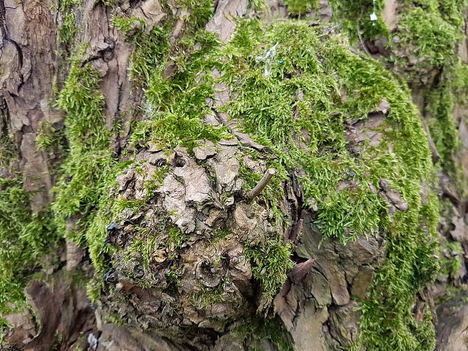 nature, flora, tree, leaf, wood, moss, trunk, bark, branch HD wallpaper