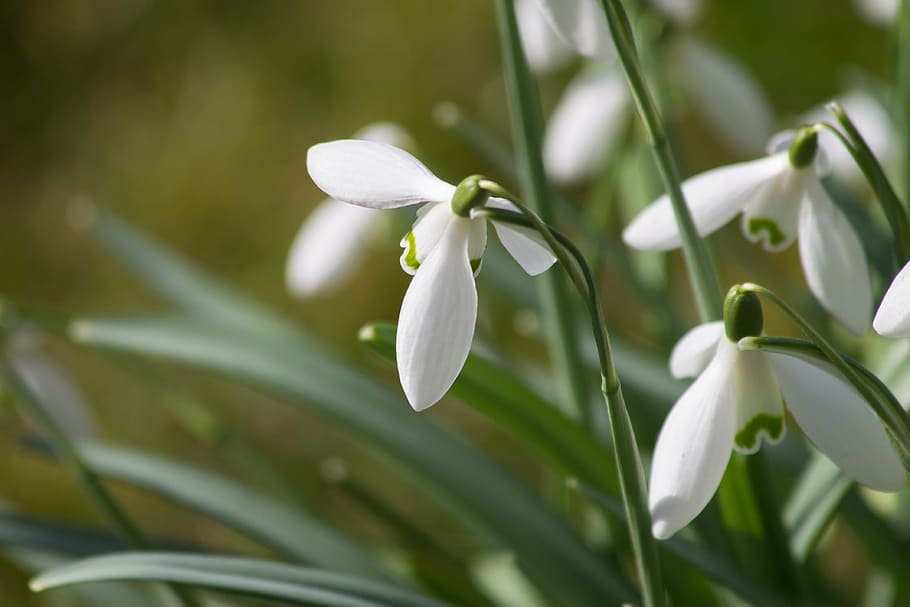 snowdrop, flower, macro, spring, sol, flowering plant, beauty in nature HD wallpaper