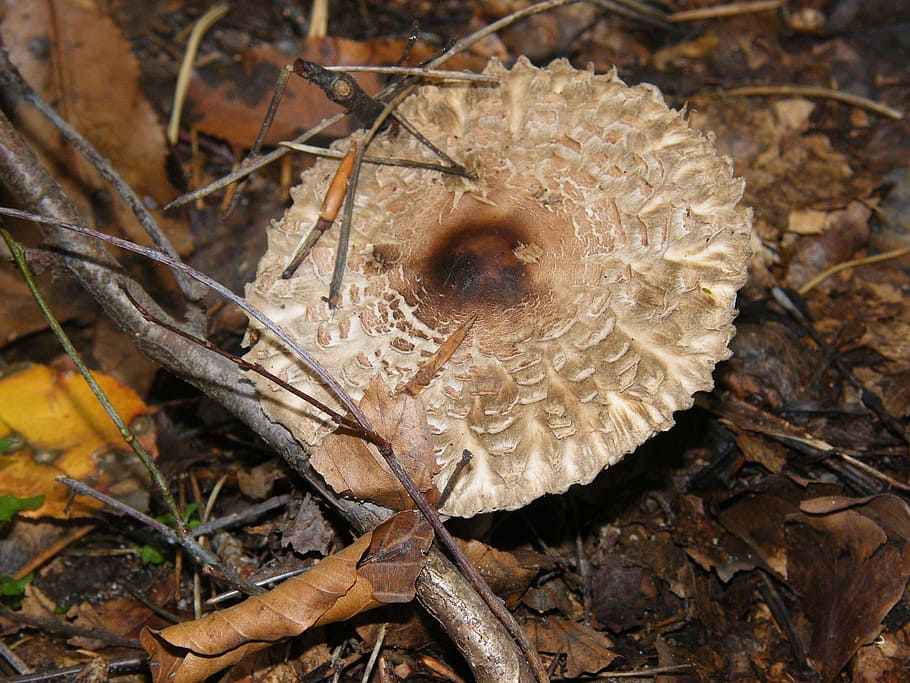Giant Screen Fungus, Drum Mallets, mushrooms, forest, autumn HD wallpaper