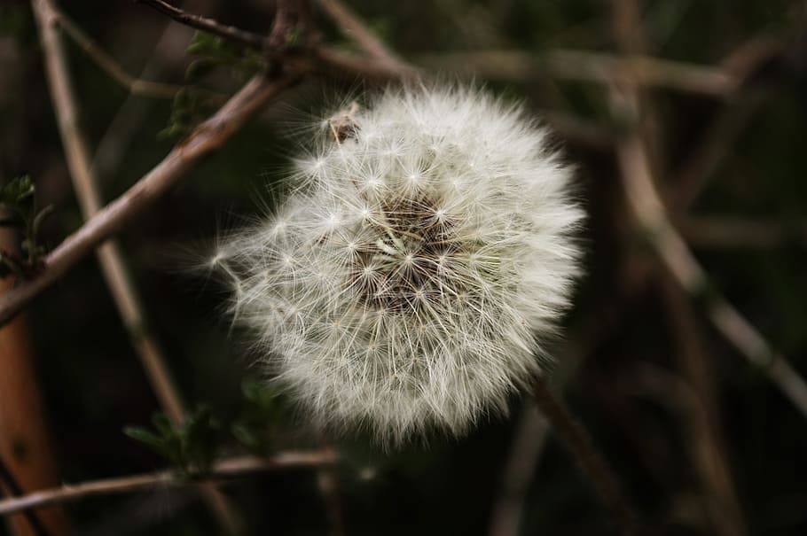 nature, summer, garden, grass, beautiful, bloom, blooming, blossom HD wallpaper