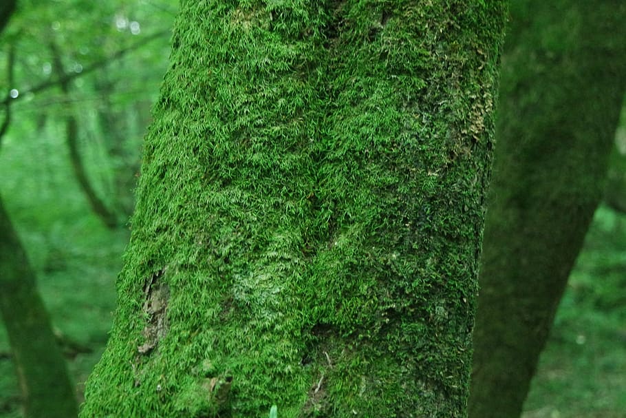 wood, moss, forest, plant, green color, tree, growth, trunk HD wallpaper