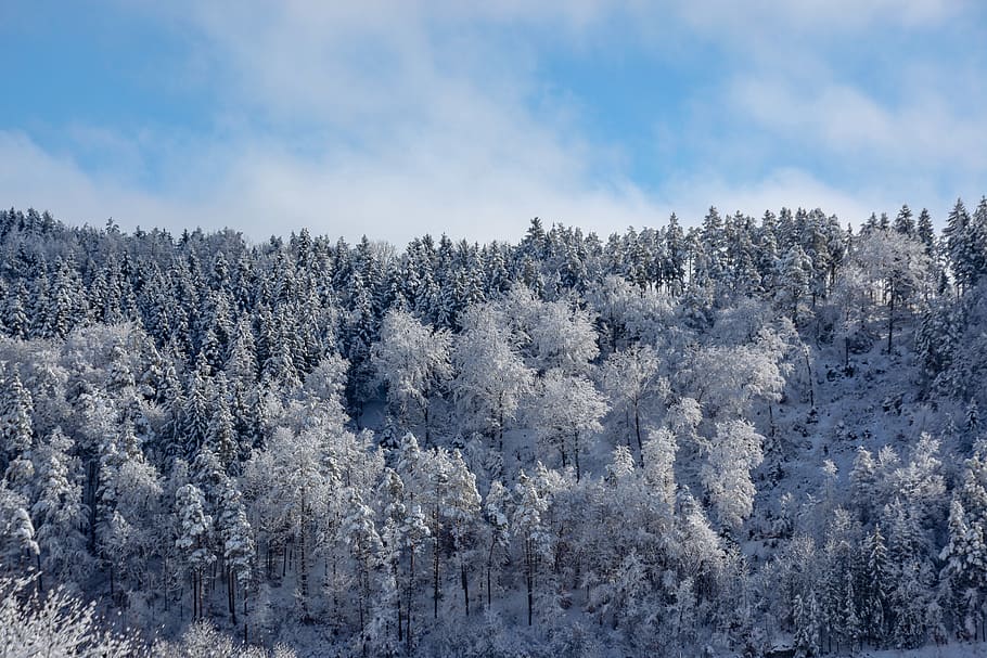 wintry, trees, forest, winter forest, plant, cold temperature HD wallpaper