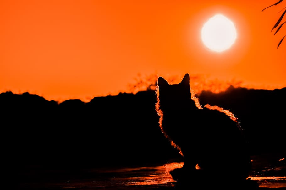 cat silhouette under full moon, sunset, shadows, silhouettes HD wallpaper