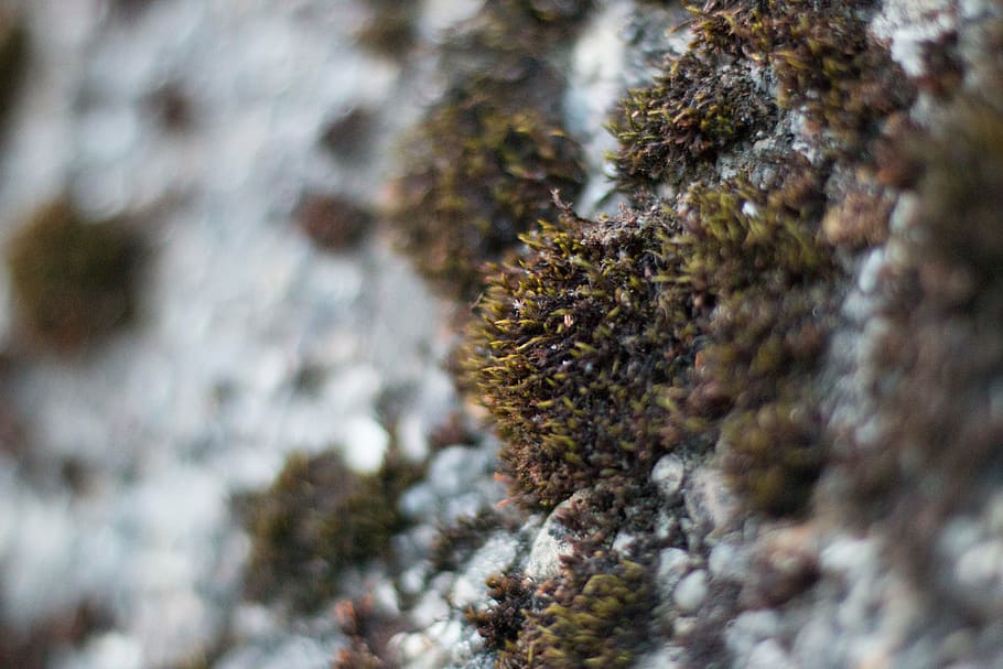 moss, wall, grey, macro, nature, close-up, lichen, backgrounds HD wallpaper