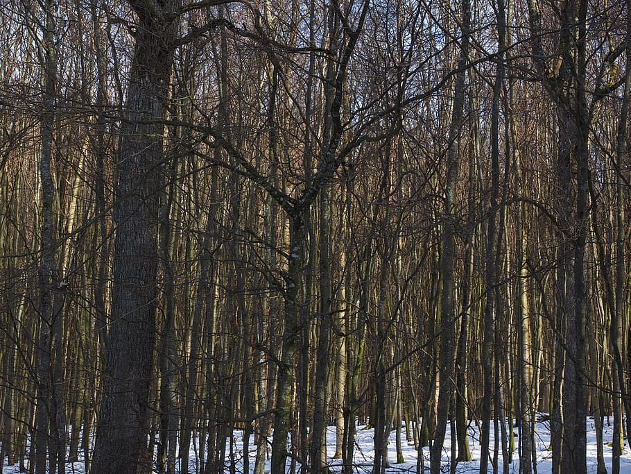 Trees, Deciduous Forest, nature, winter, snow, outdoors, cold - Temperature HD wallpaper
