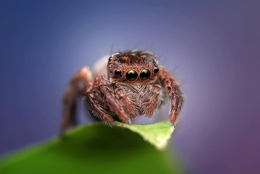 macro shot photography of jumping spider on green leaf, insect HD wallpaper