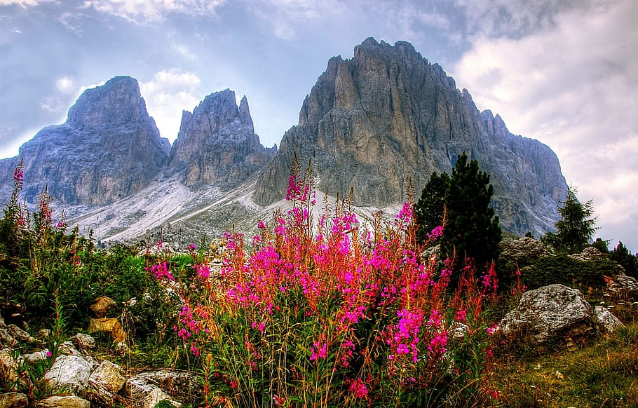 pink flowers near the gray mountain range, dolomites, mountains