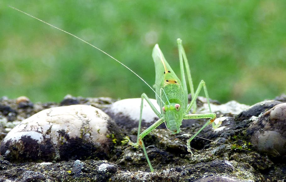 insect, grasshopper, green, macro, nature, close up, field HD wallpaper