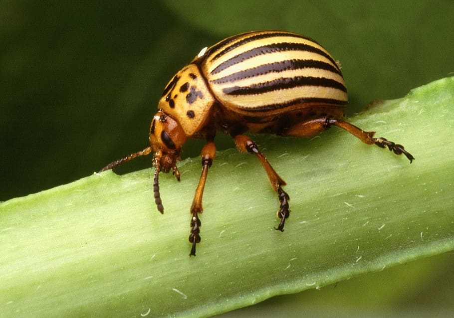 insect, decemlineata, leptinotarsa, beetle, potato, colorado HD wallpaper
