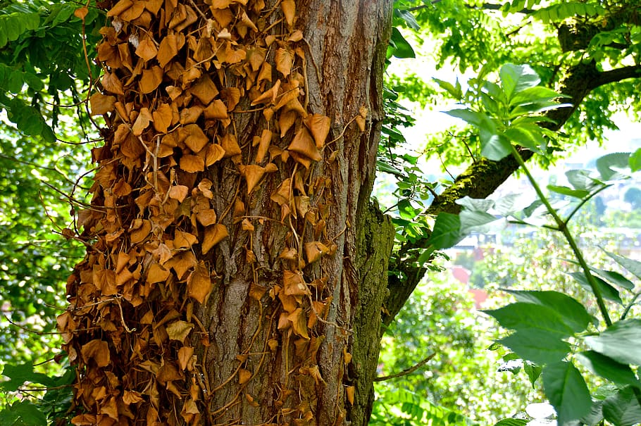 ivy, dry, tree, leaves, bark, overgrown, scrub, sunlight, shadow HD wallpaper